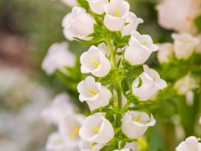 2012漳州花卉种植面积与枣庄花卉玻璃大棚订制厂探析漳州花卉种植基地