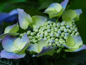 2012漳州花卉种植面积与枣庄花卉玻璃大棚订制厂探析漳州花卉种植基地